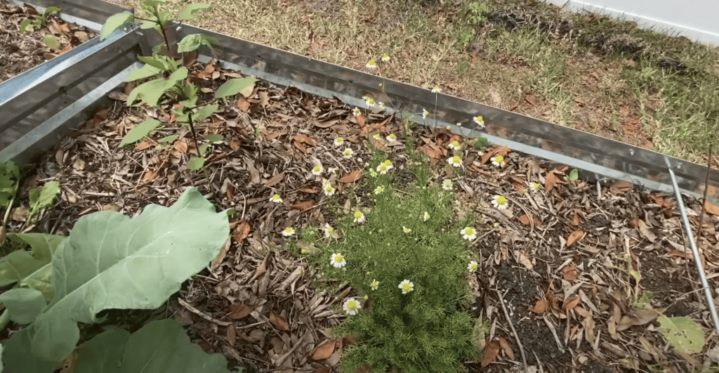 Chamomile plant